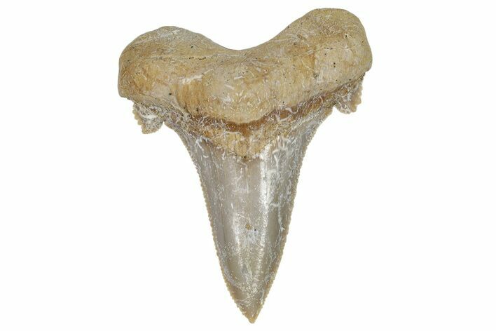 Serrated Sokolovi (Auriculatus) Shark Tooth - Dakhla, Morocco #249681